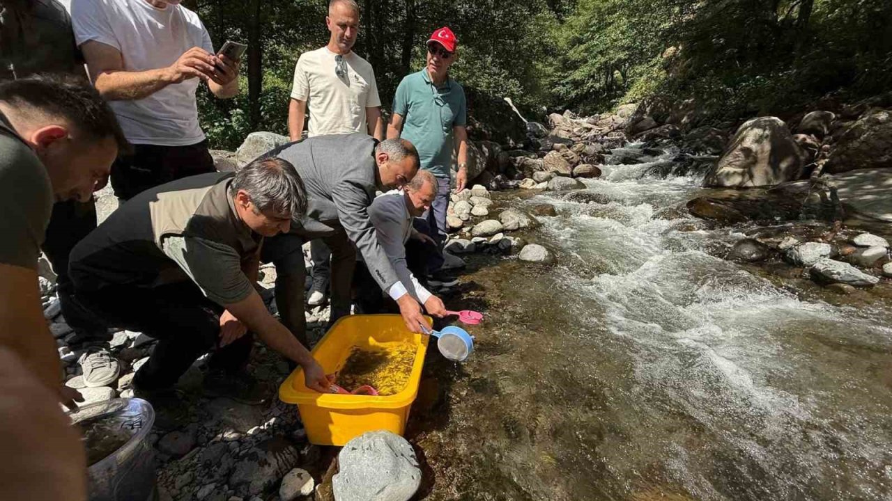 Şavşat’ta Mansurat Deresi’ne 20 bin alabalık yavrusu bırakıldı
