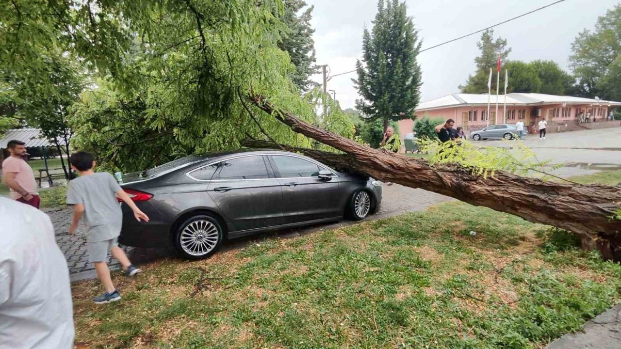 Çivril’de fırtına 15 metrelik ağacı devirdi