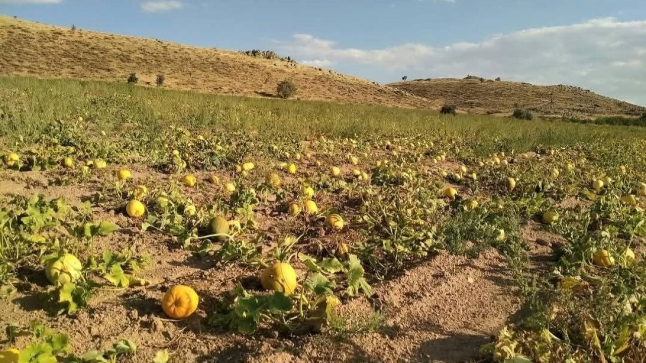 Kabak üreticileri, yağış olmadığı için dertli