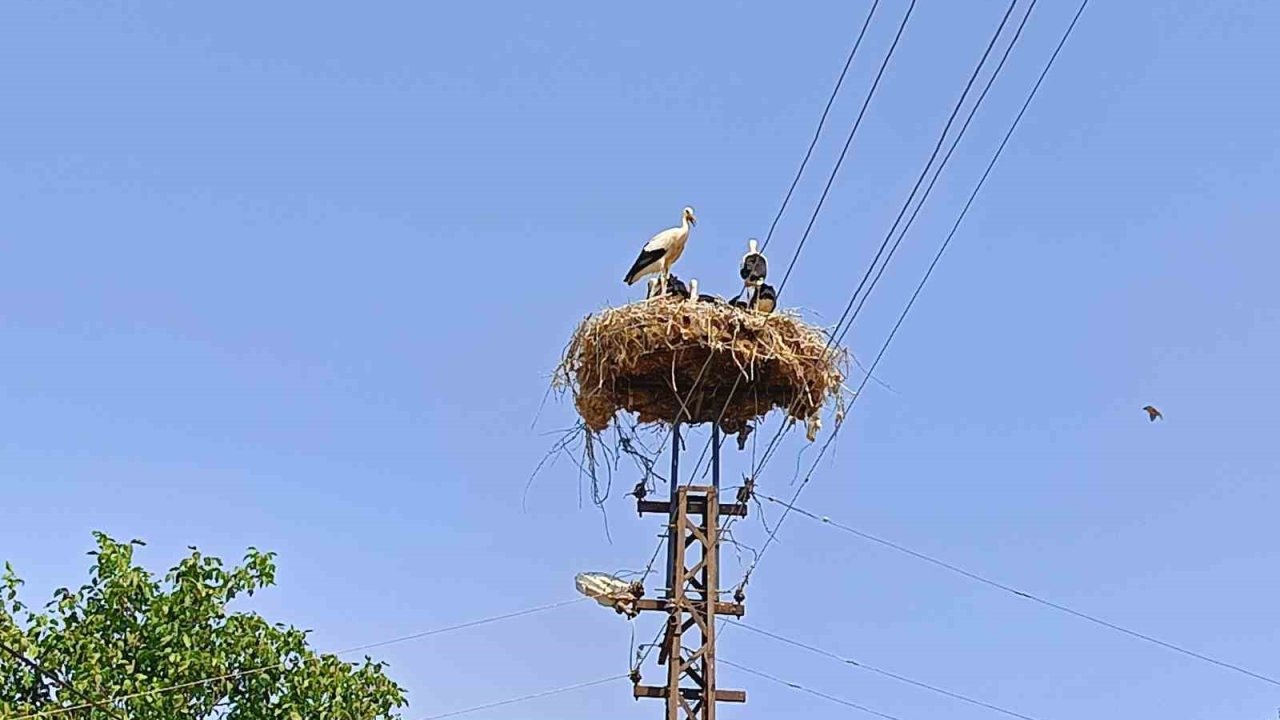 Anne şevkatiyle yaralı leyleğe sahip çıktı