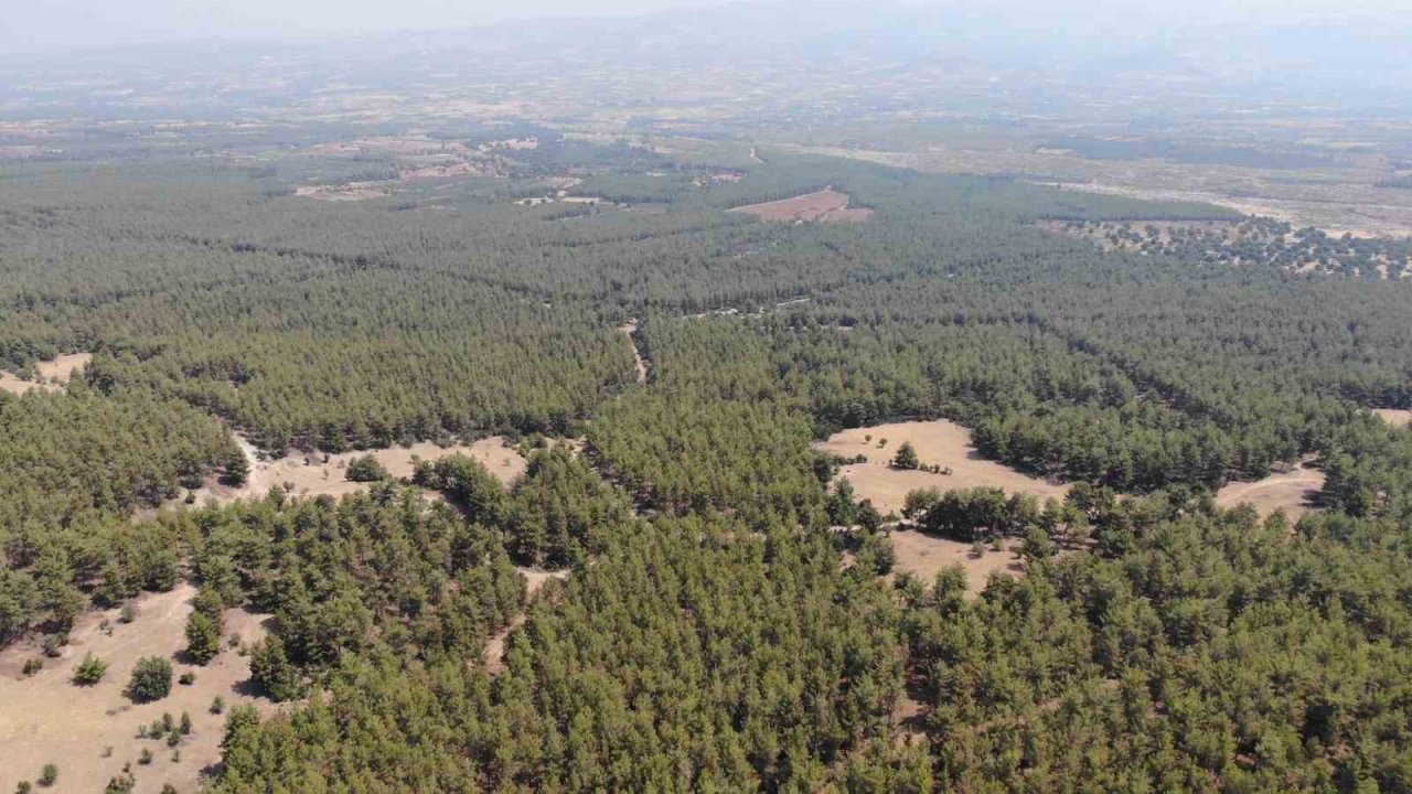 Karacasu Kaymakamlığı’ndan ’Ormana Giriş Yasağı’ hatırlatması