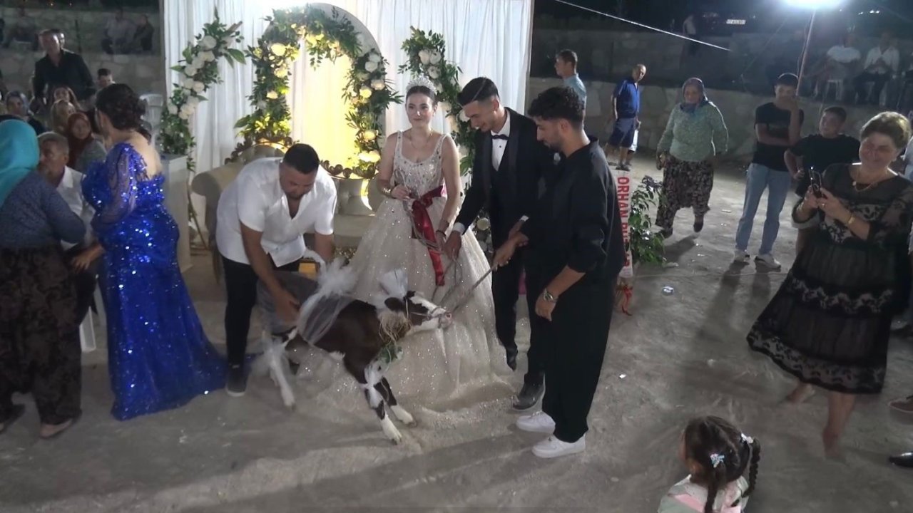 Çanakkale’de gelin ve damada buzağı hediye edildi