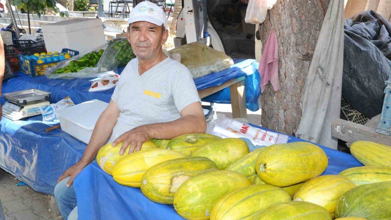 Manisa’da Altınbaş Kavununda hasat başladı