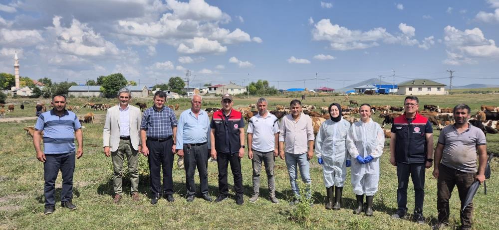 Kars’ta büyükbaş hayvanlar aşılanıyor