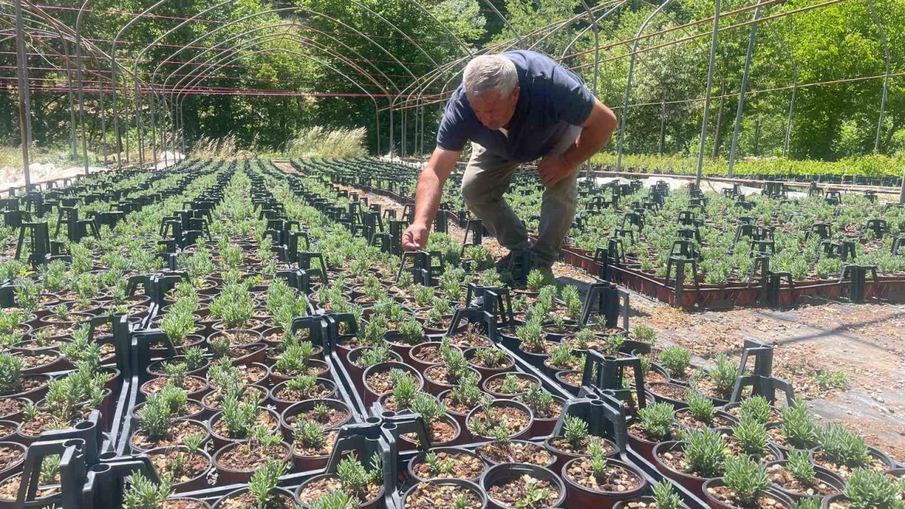 Uludağ etekleri lavanta kokacak