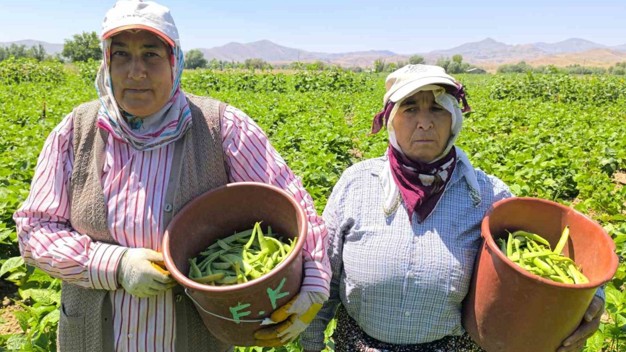 Hasadı başlayan fasulyenin kilogramı 15-20 TL’den satılıyor