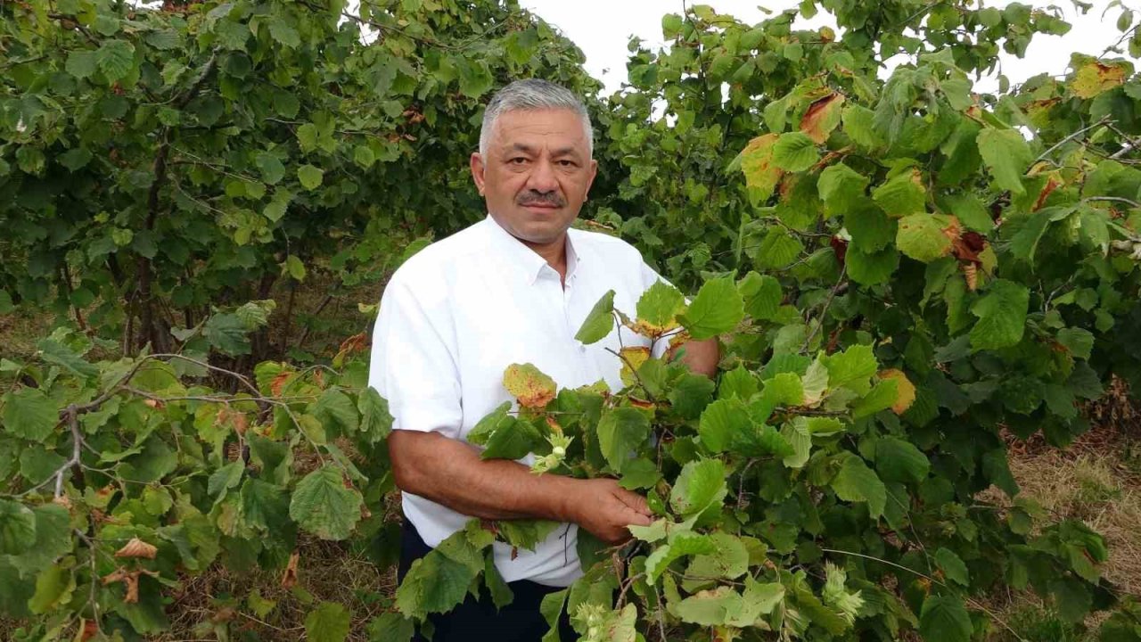 Türkiye’nin fındık rekoltesinde ciddi düşüş