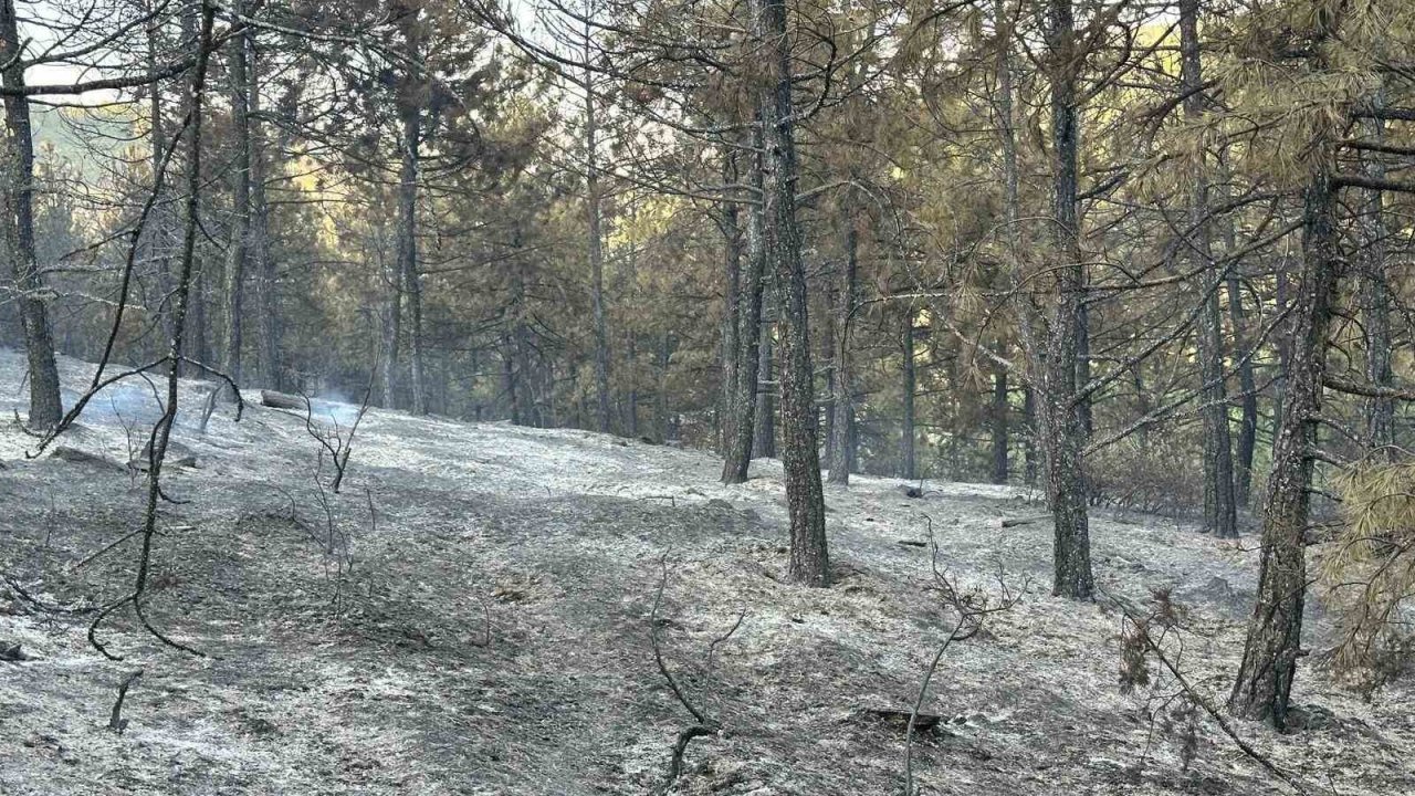 Uşak’taki orman yangını kontrol altında