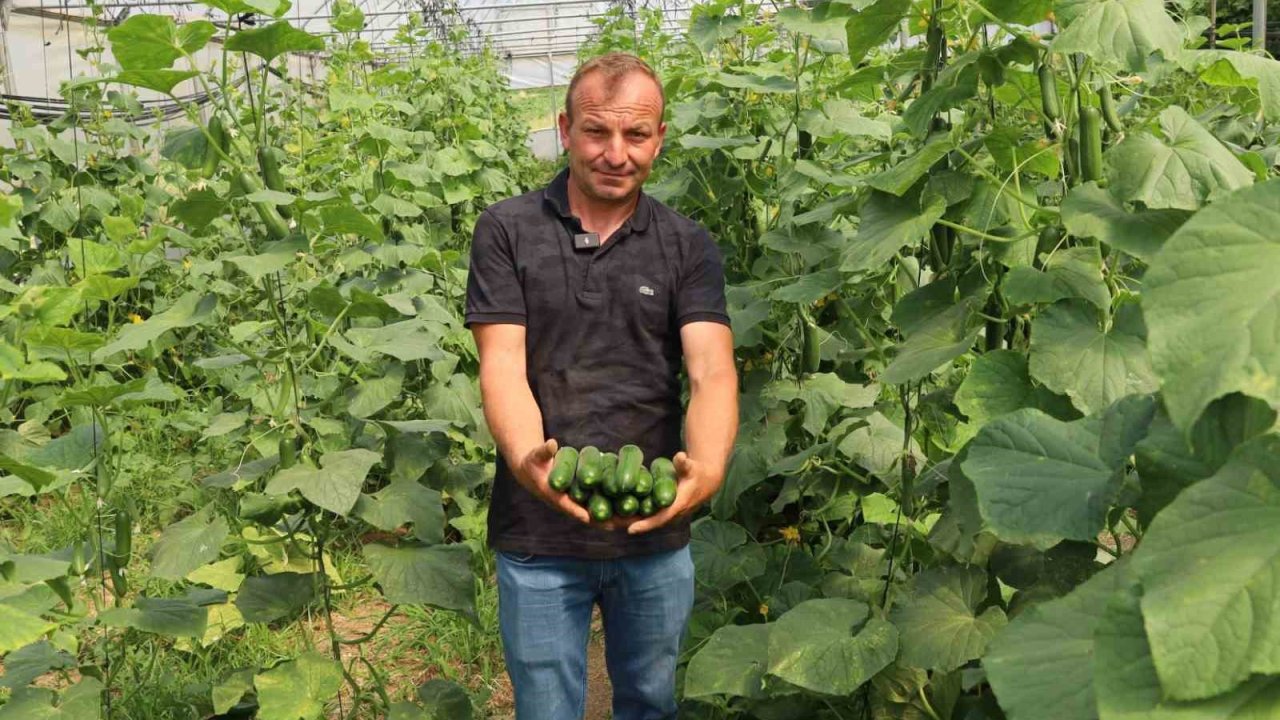 Modern seralarda hasat bereketi