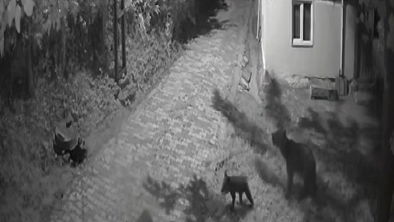 Sinop’ta anne ayı ve yavrularının dut yeme anları kamerada