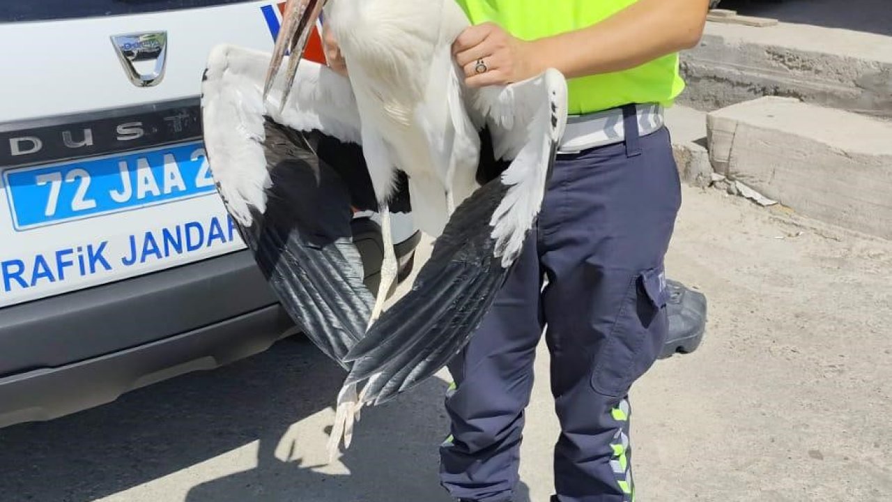 Trafik ekiplerinin radarına yakalanan yaralı leylek tedavi altına alındı