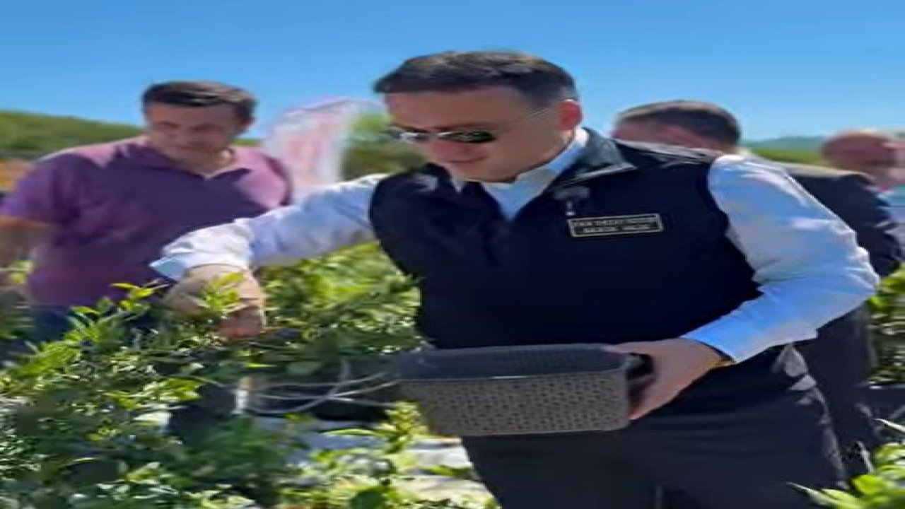 Bilecik’te yaban mersini hasadı