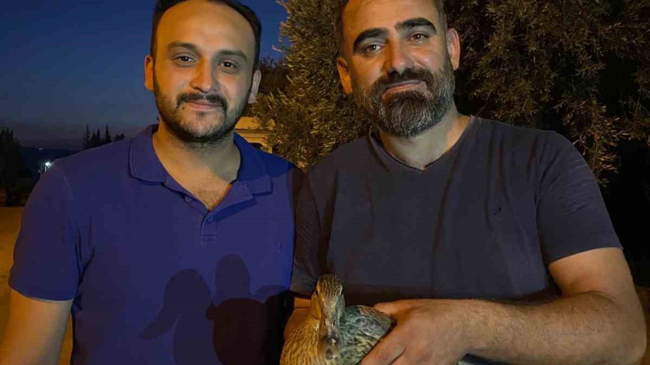 Yaralı halde bulduğu yaban ördeğini tedavi ettirdi