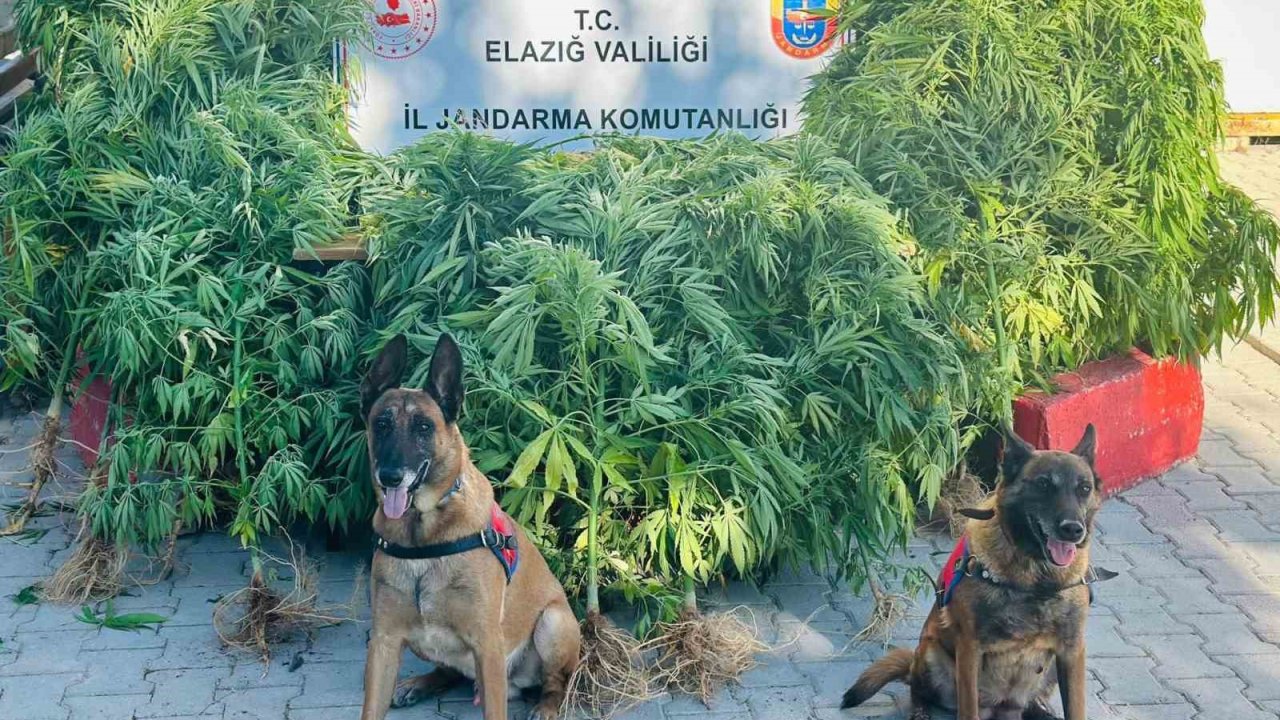 Elazığ’da jandarma, uyuşturucu satıcılarına göz açtırmıyor