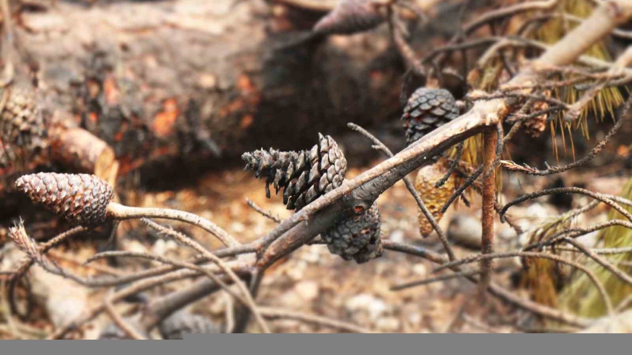 Orman yangınında alevlerin arasında kalan kadın böyle kurtarılmış