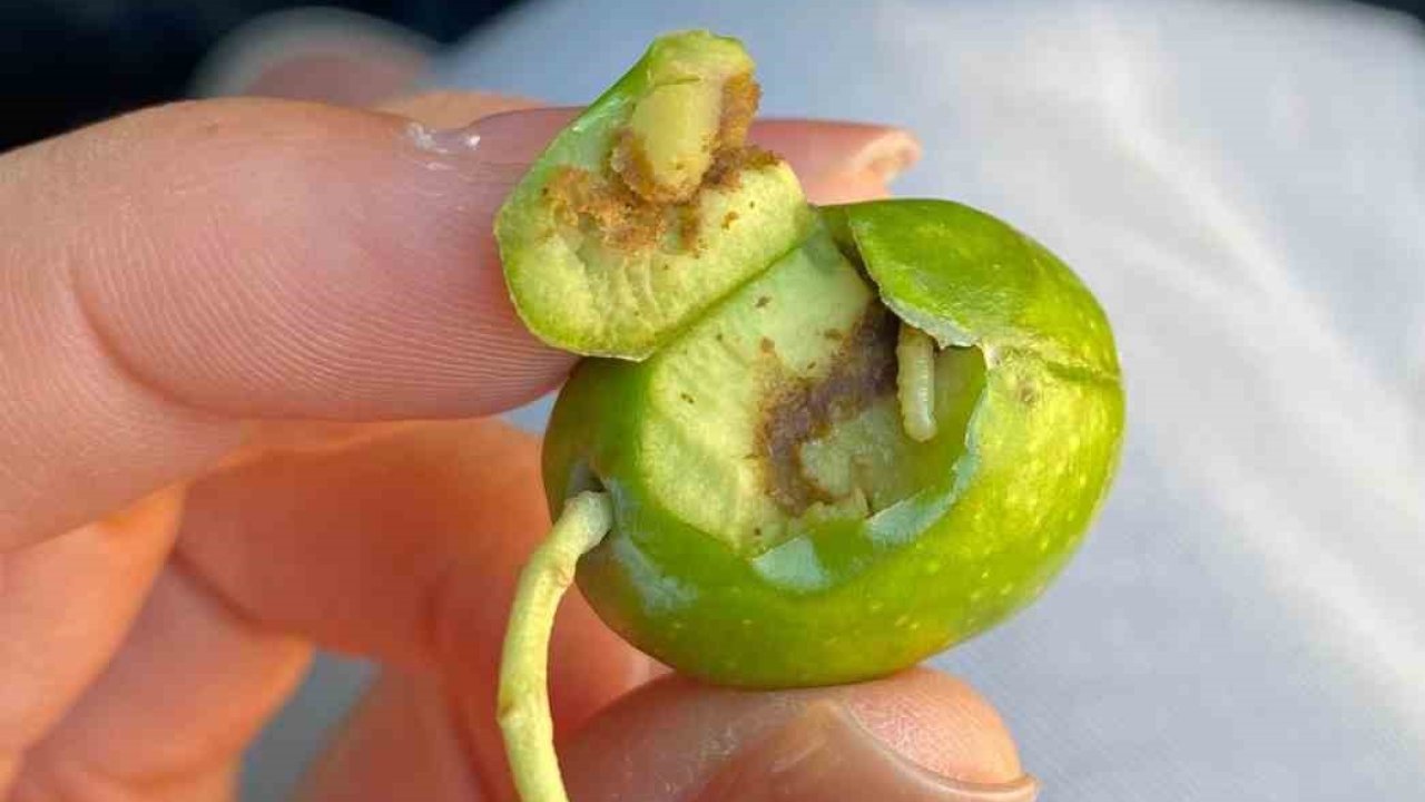 Didim’de üreticilere zeytin sineği uyarısı