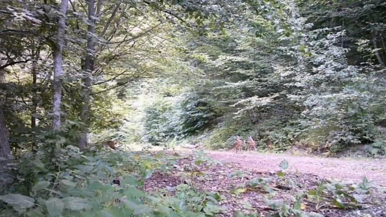 Anne ve yavru karacalar orman turunda fotokapana yansıdı