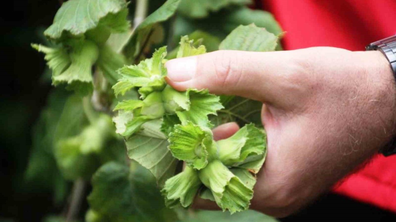 Zirai don, fındık üretiminde Samsun’u Türkiye 1’incisi yapacak