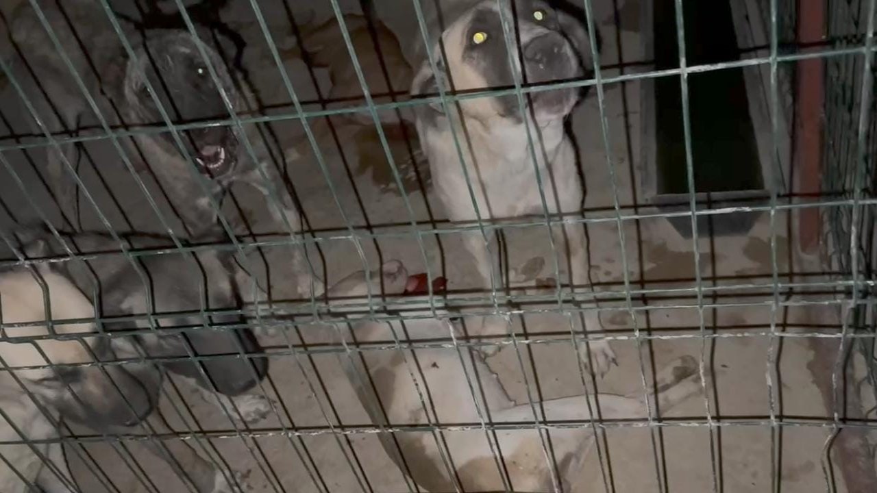 Hayvan barınağında tepki çeken görüntü