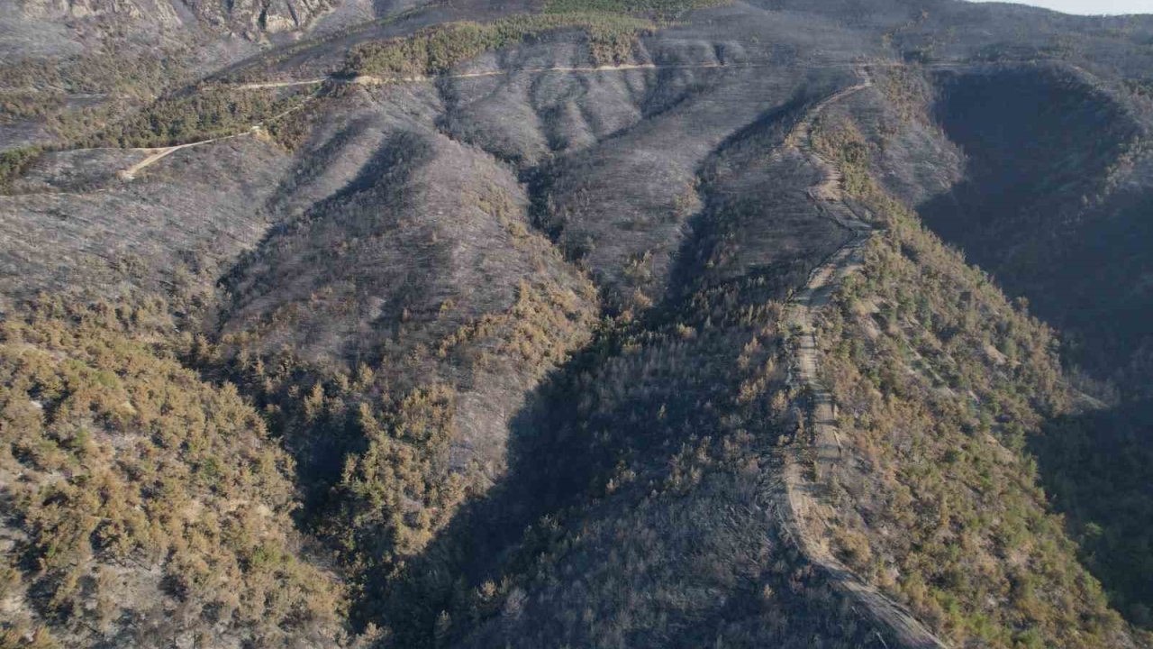 Sakarya’da dumanlar dağıldı, yangının hasarı ortaya çıktı