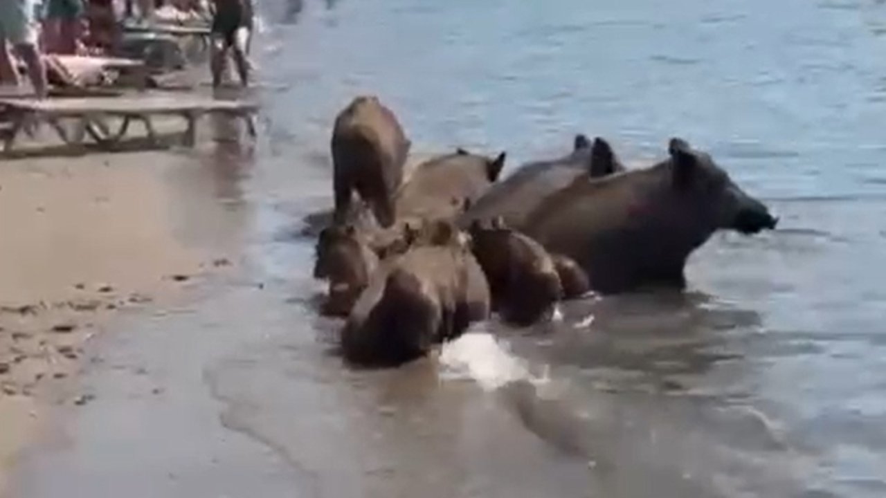 Marmaris’te yaban domuzları denize girerek serinledi