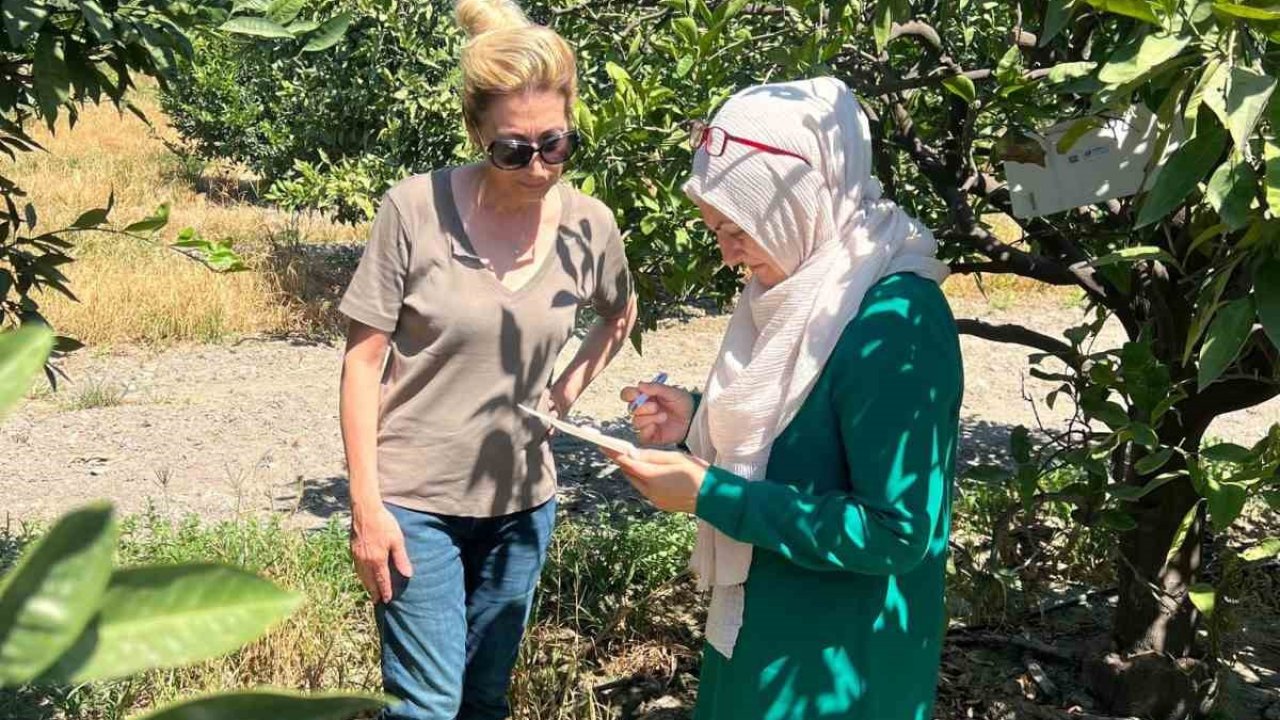 Söke’de tarla ve bahçelerde zararlı kontrolleri gerçekleştirildi