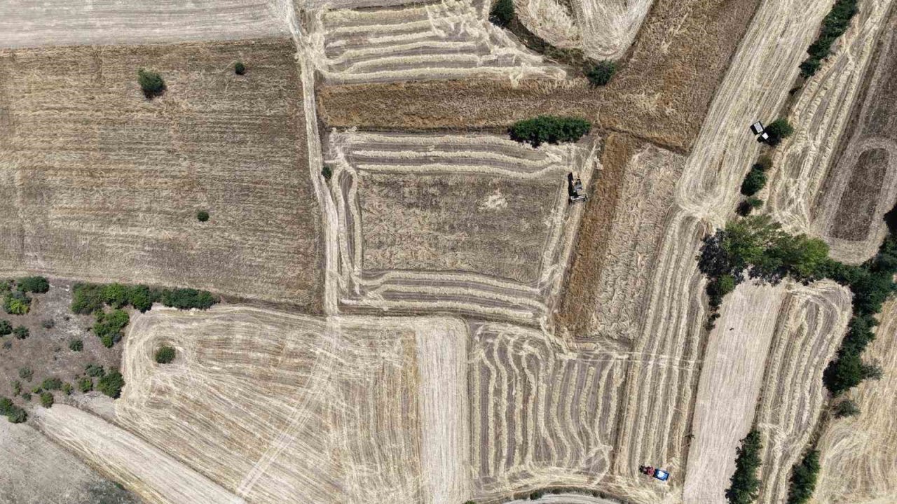 Buğdayın atası ‘siyez’de hasat dönemi başladı