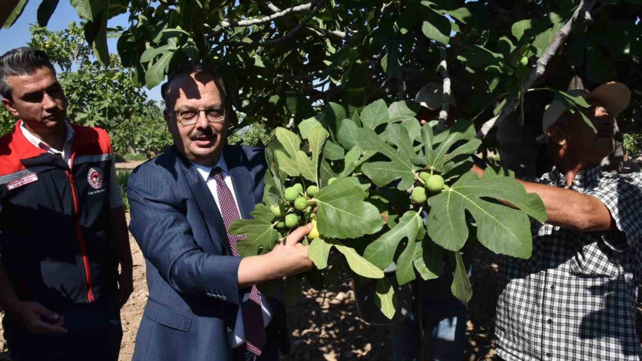 Vali Canbolat incir hasadına katıldı