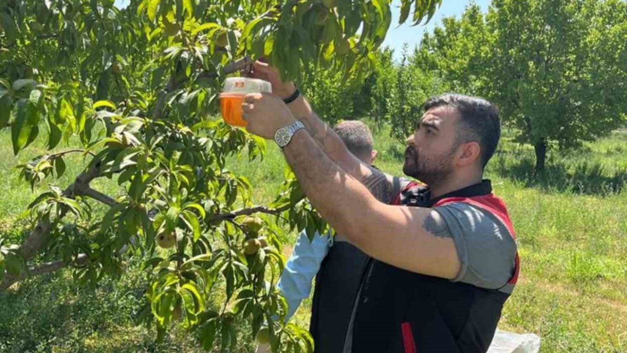 Akdeniz meyve sineğine karşı mücadele ediliyor