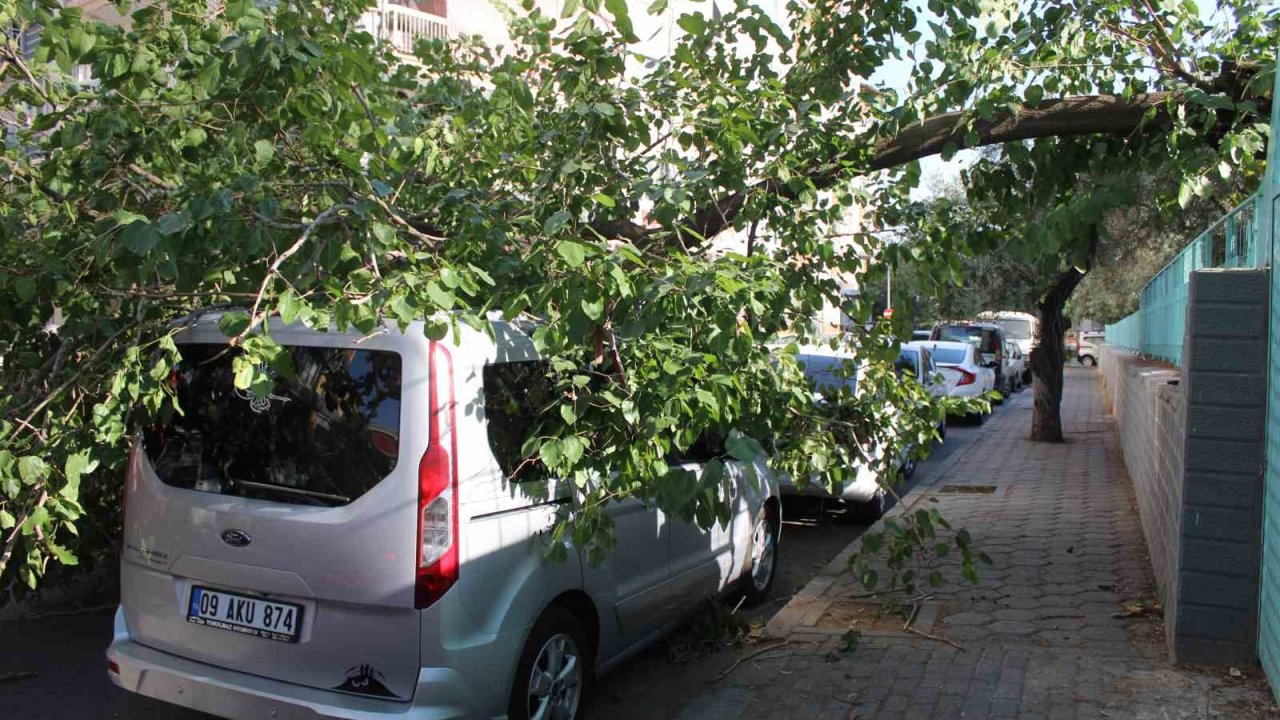 Park halindeki araca ağaç devrildi