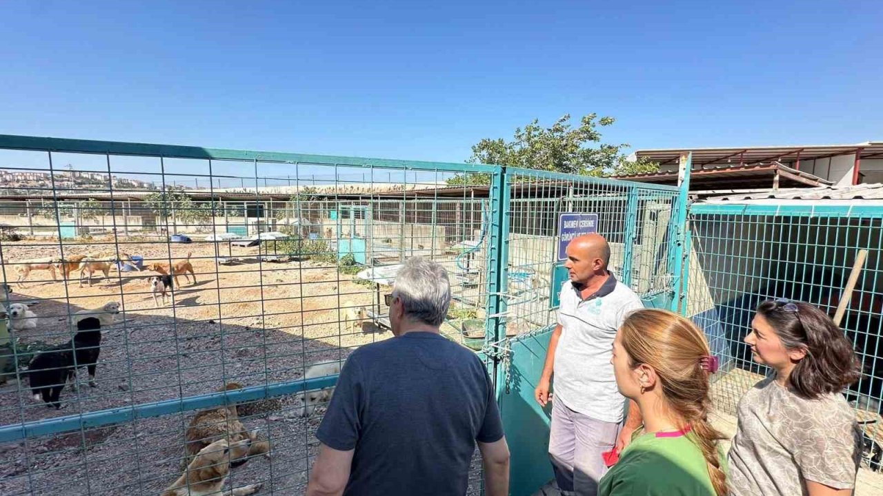 Bandırma Belediyesi’nden sokak hayvanları için yeni yaşam alanı çalışması