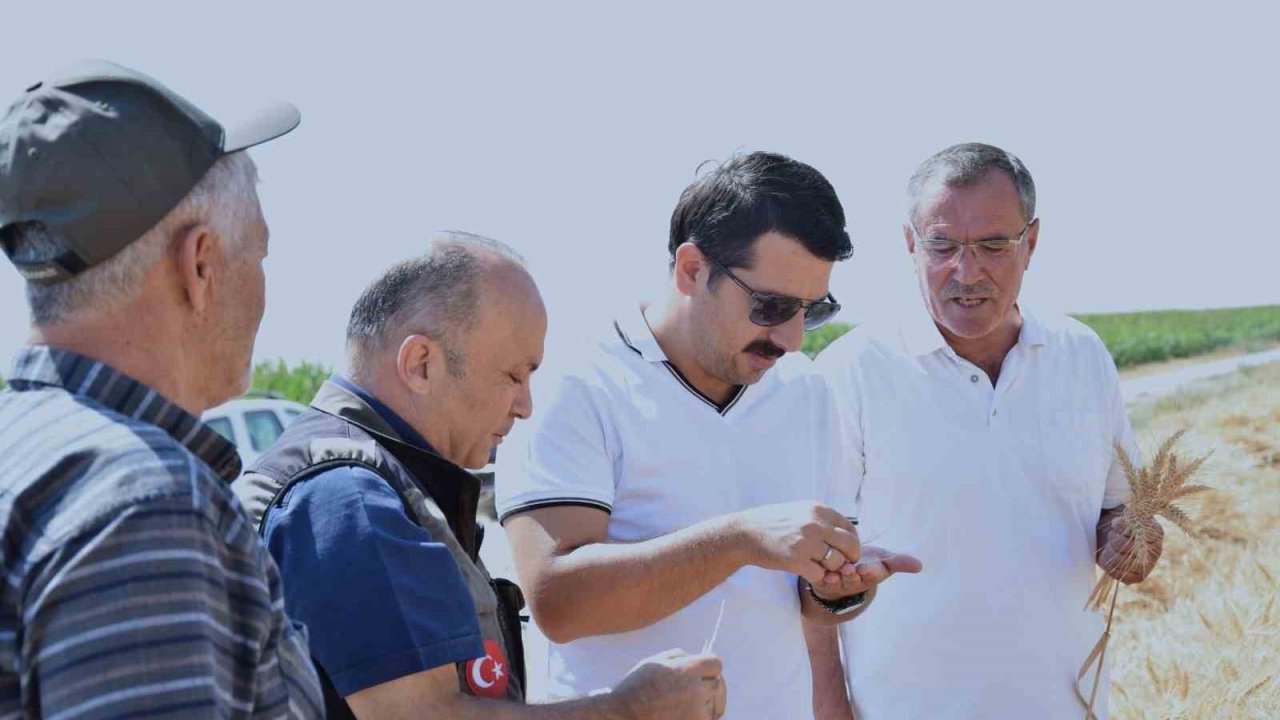 Karapınar’da sezonun son buğday hasadı yapıldı
