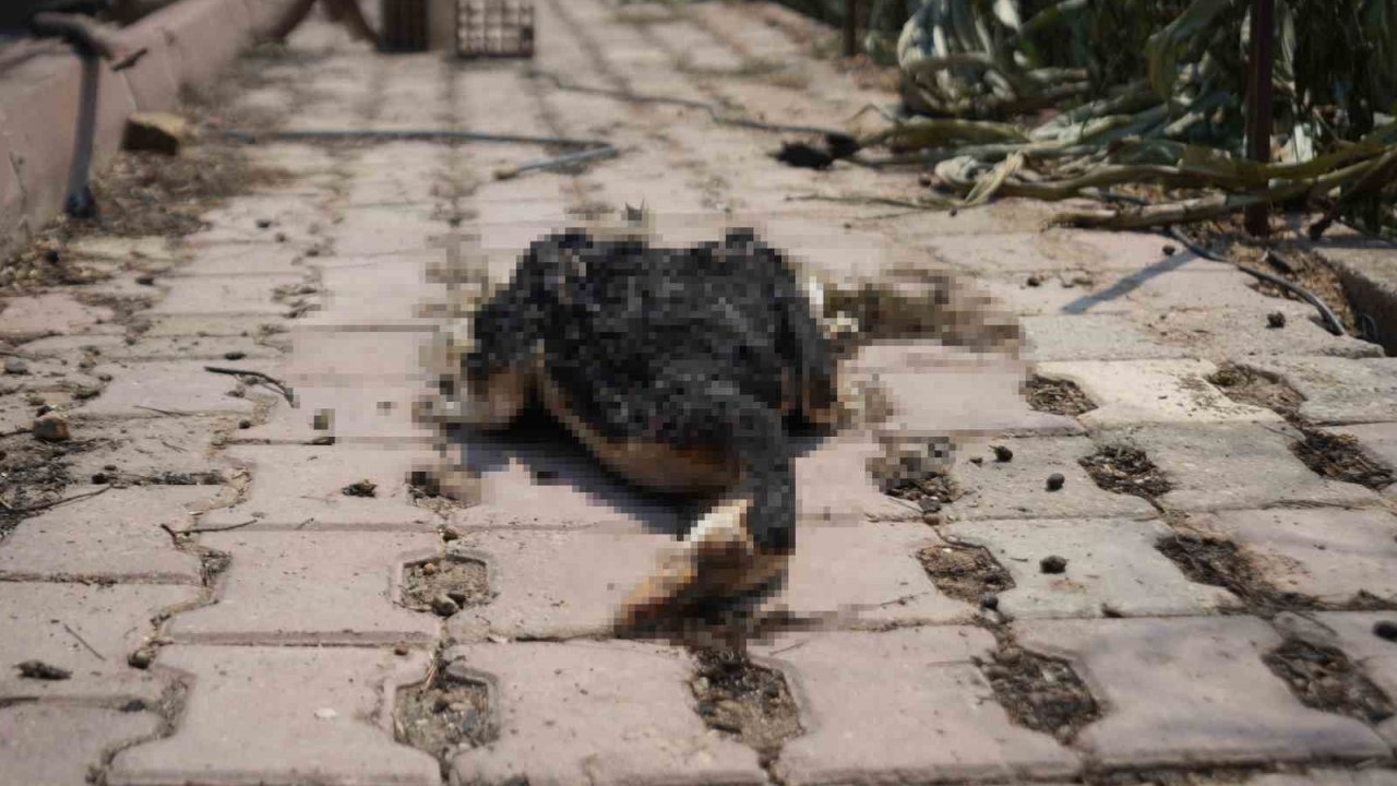 Bilecik’teki orman yangını ardında üzücü görüntüler bıraktı