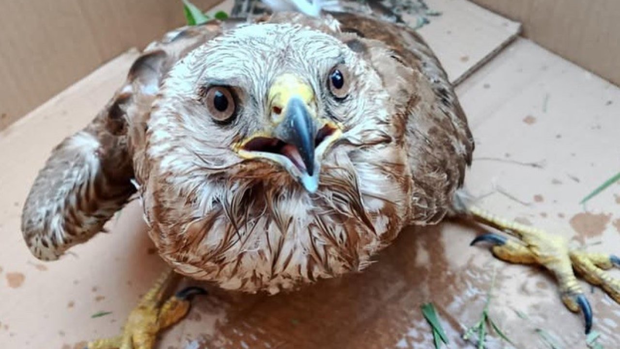 Bitkin haldeki doğan tedavi altına alındı