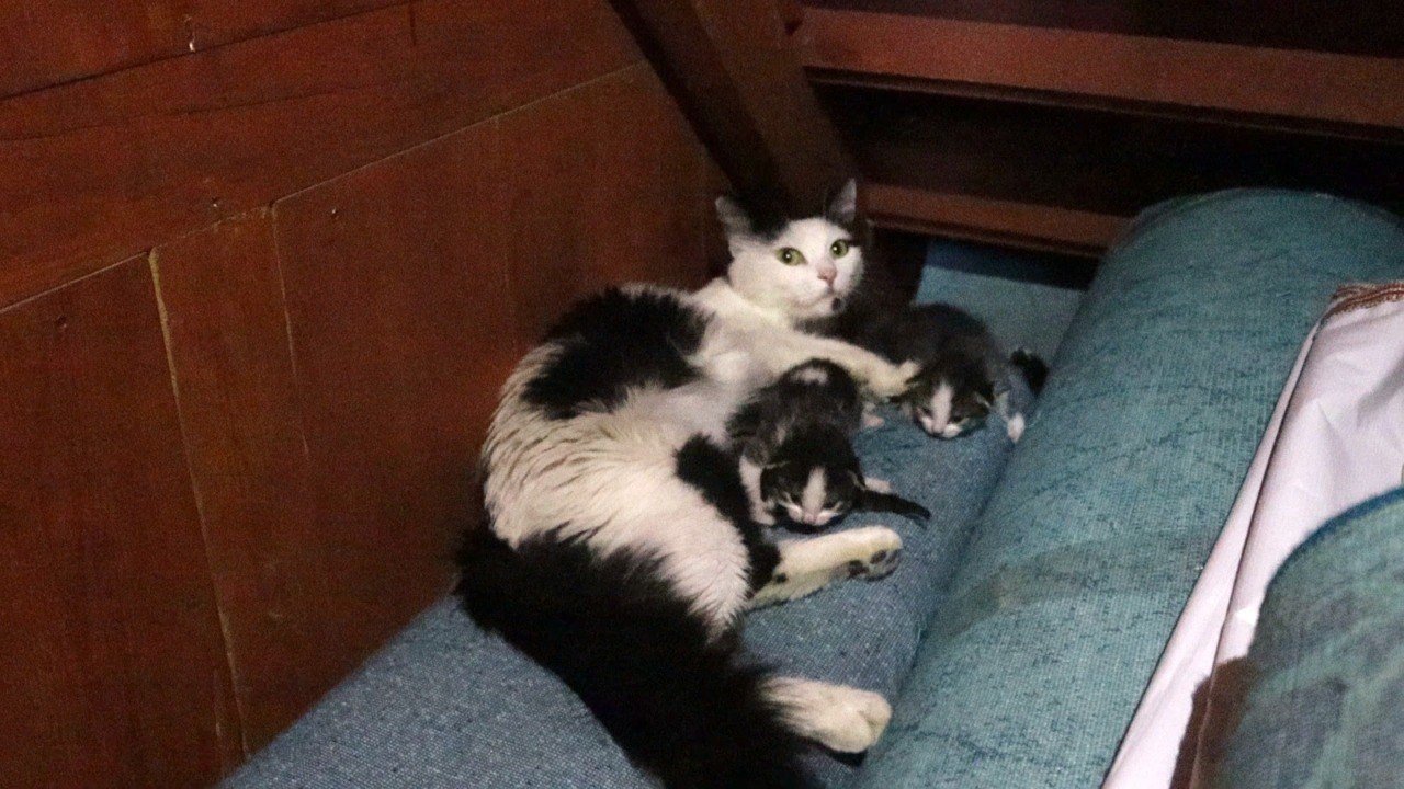 Kedi yavruları ile camiye sığındı