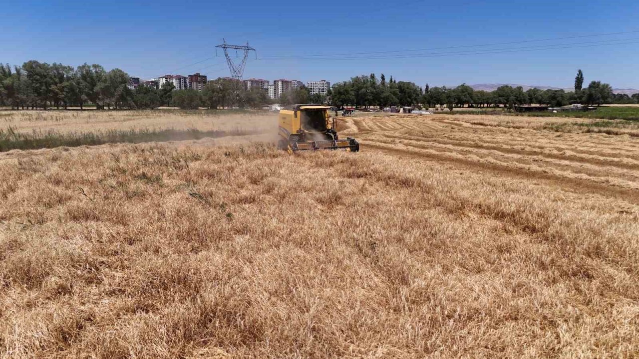 Türkiye’nin tahıl ambarında hasat başladı, çiftçinin yüzü güldü