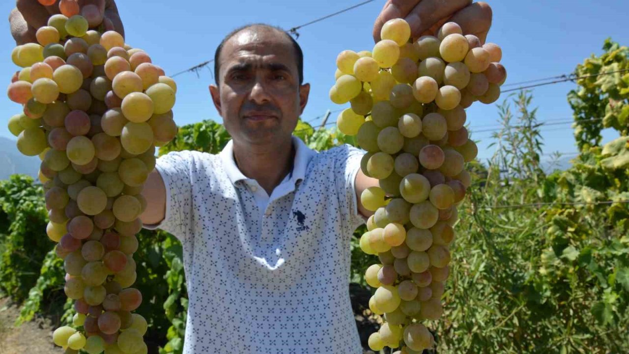 Manisa’da ’çilek uzümü’ hasadı başladı