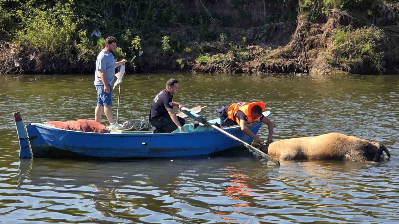 Irmağa düşen büyükbaş hayvan telef oldu