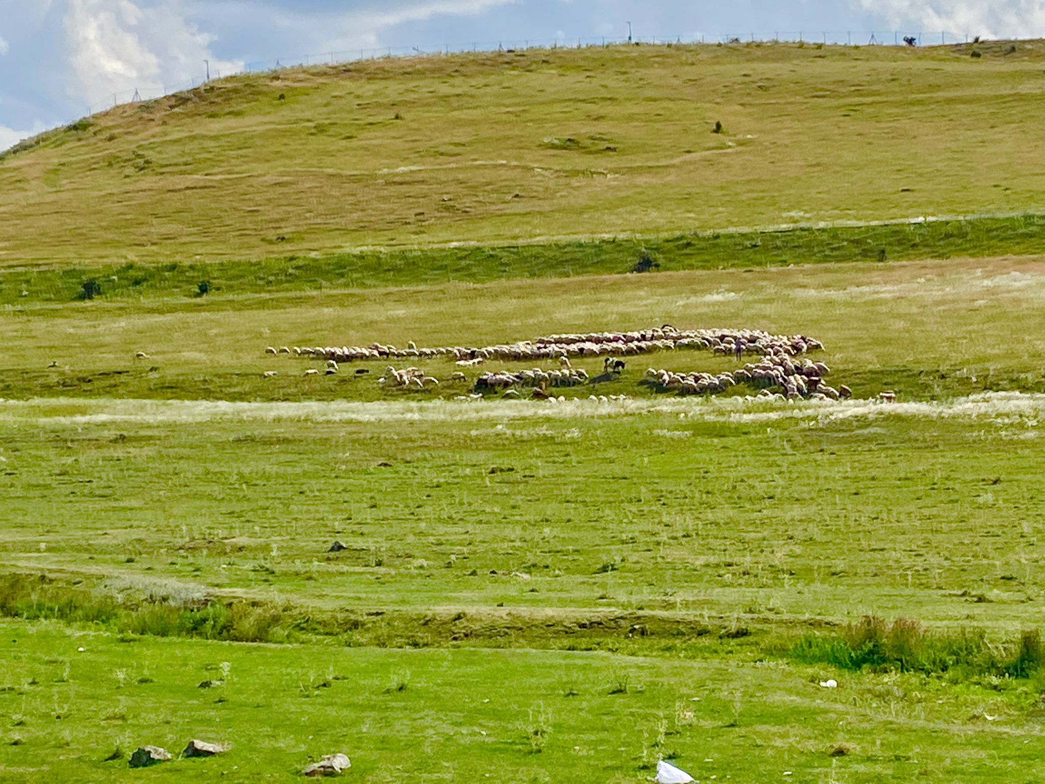 Kars Yaylalarında Sürünün Sessiz Uyumuna Tanıklık