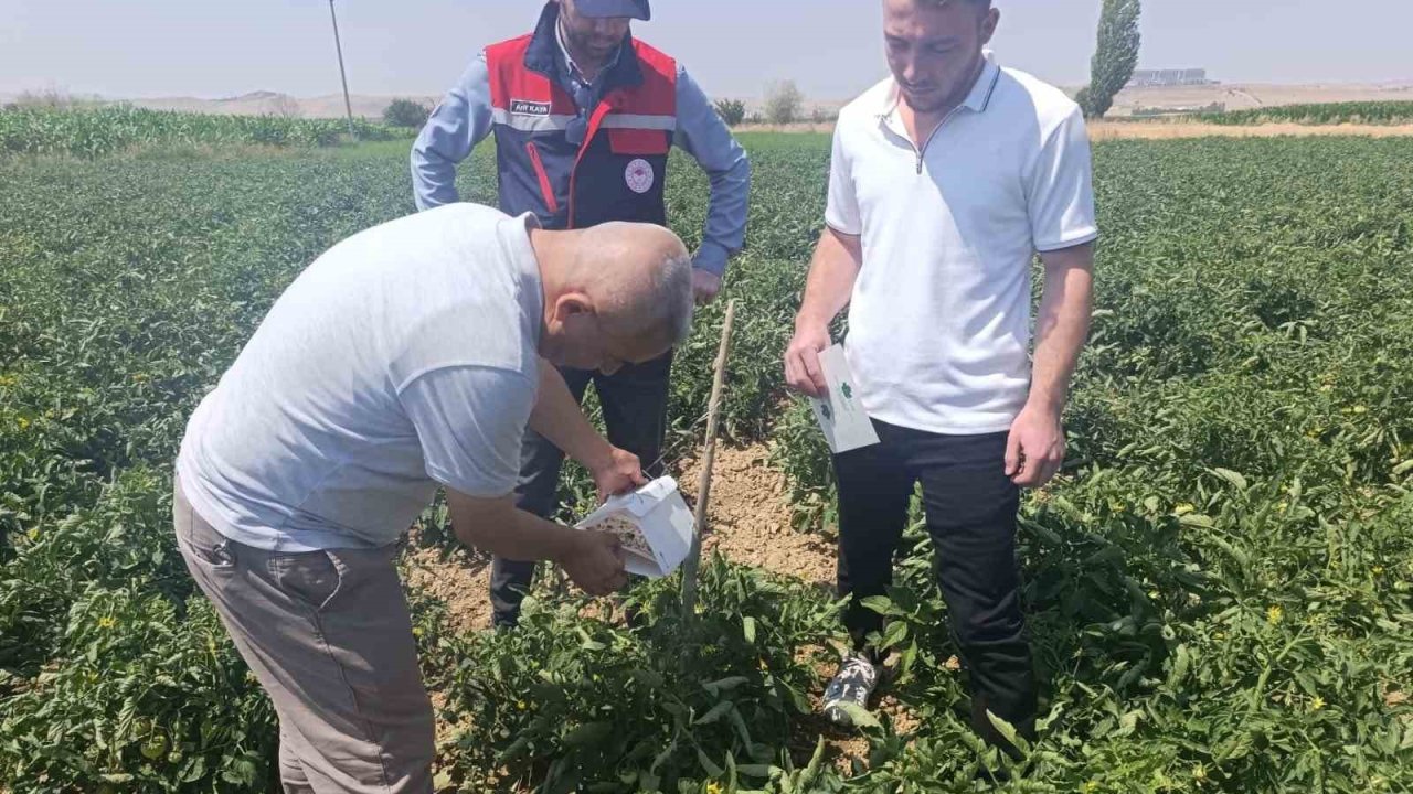 Afyonkarahisar’da bitki sağlığı faaliyetleri devam ediyor