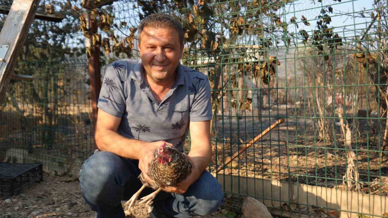 Yangından kaçıp kurtulan tavuk kümesine geri döndü