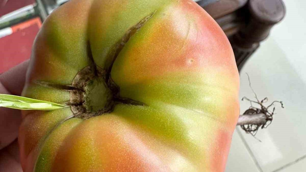 Şırnak’ta şaşkına çeviren olay, domatesin içinde ot yeşerdi