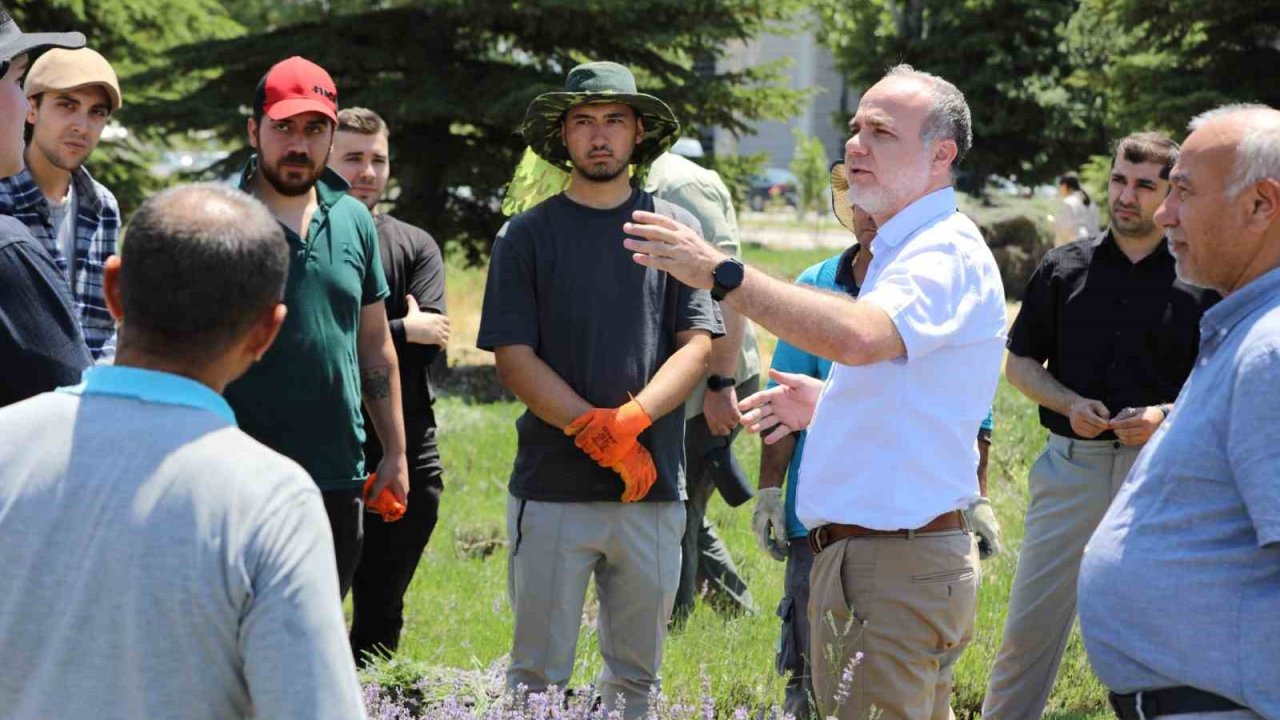 NÖHÜ’de lavanta hasadı yapıldı