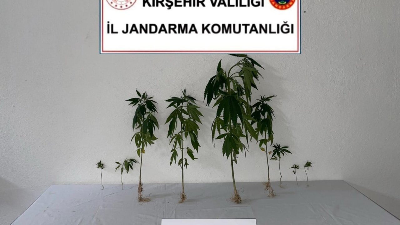 Kırşehir’de jandarma 9 kök kenevir bitkisi ele geçirdi