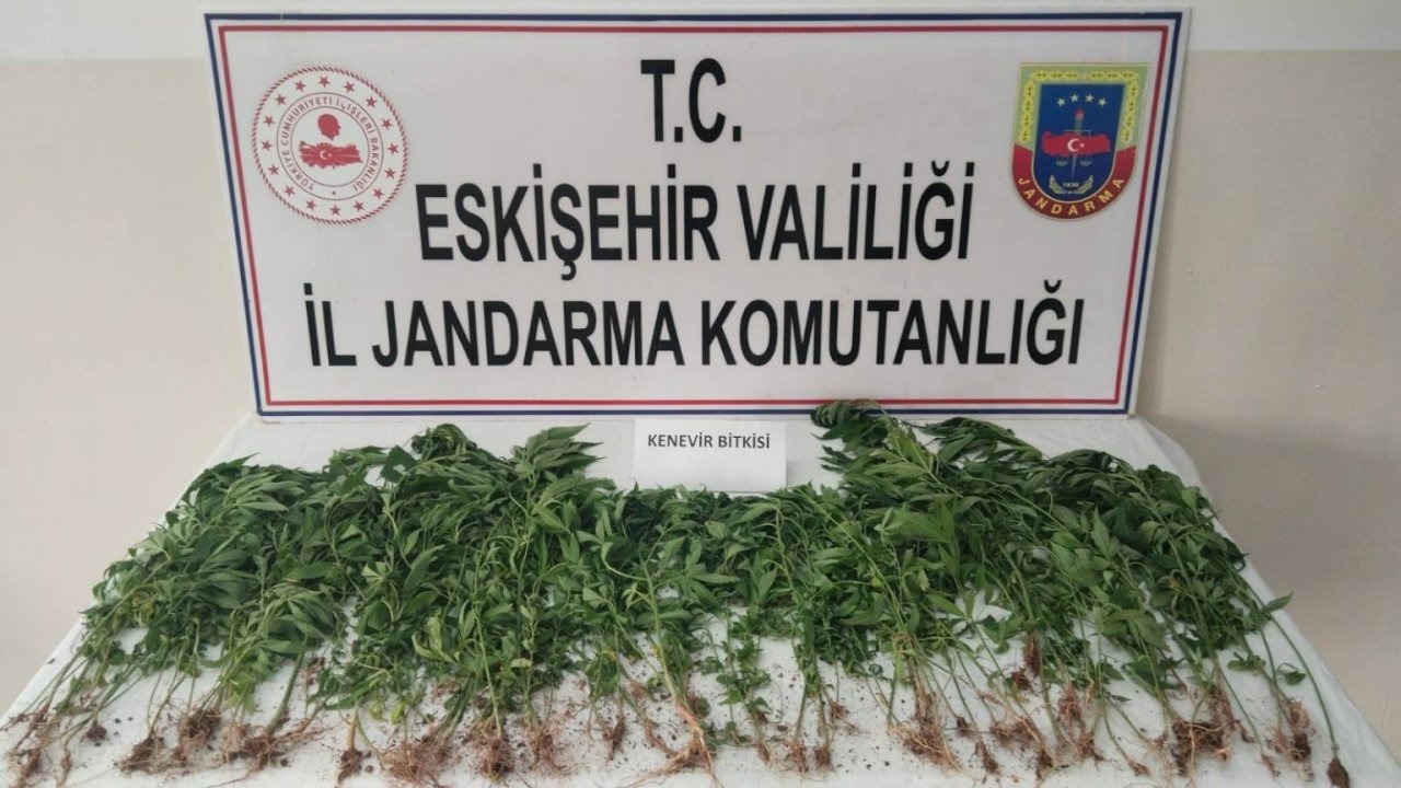 Eskişehir’de kamu arazisine kenevir eken şahıs suçüstü yakalandı