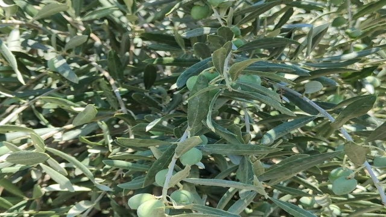 Menteşe Göktepe’de zeytinliklerde Entegre Mücadele denetimi