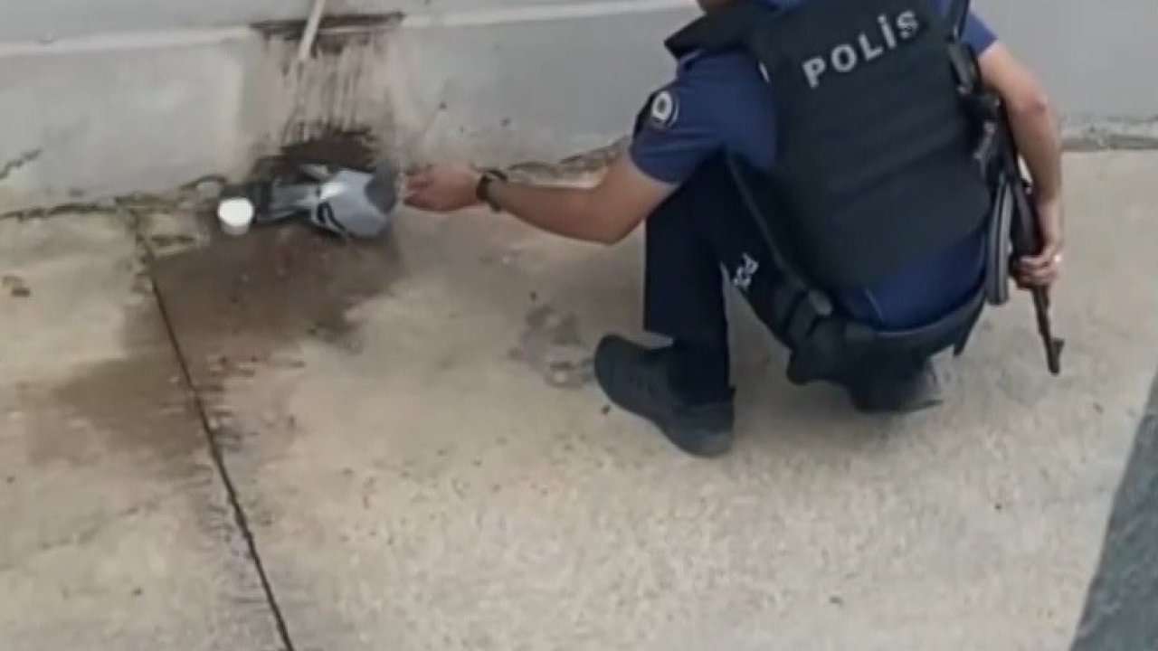 Sıcaktan bunalan güvercine polisten yardım eli