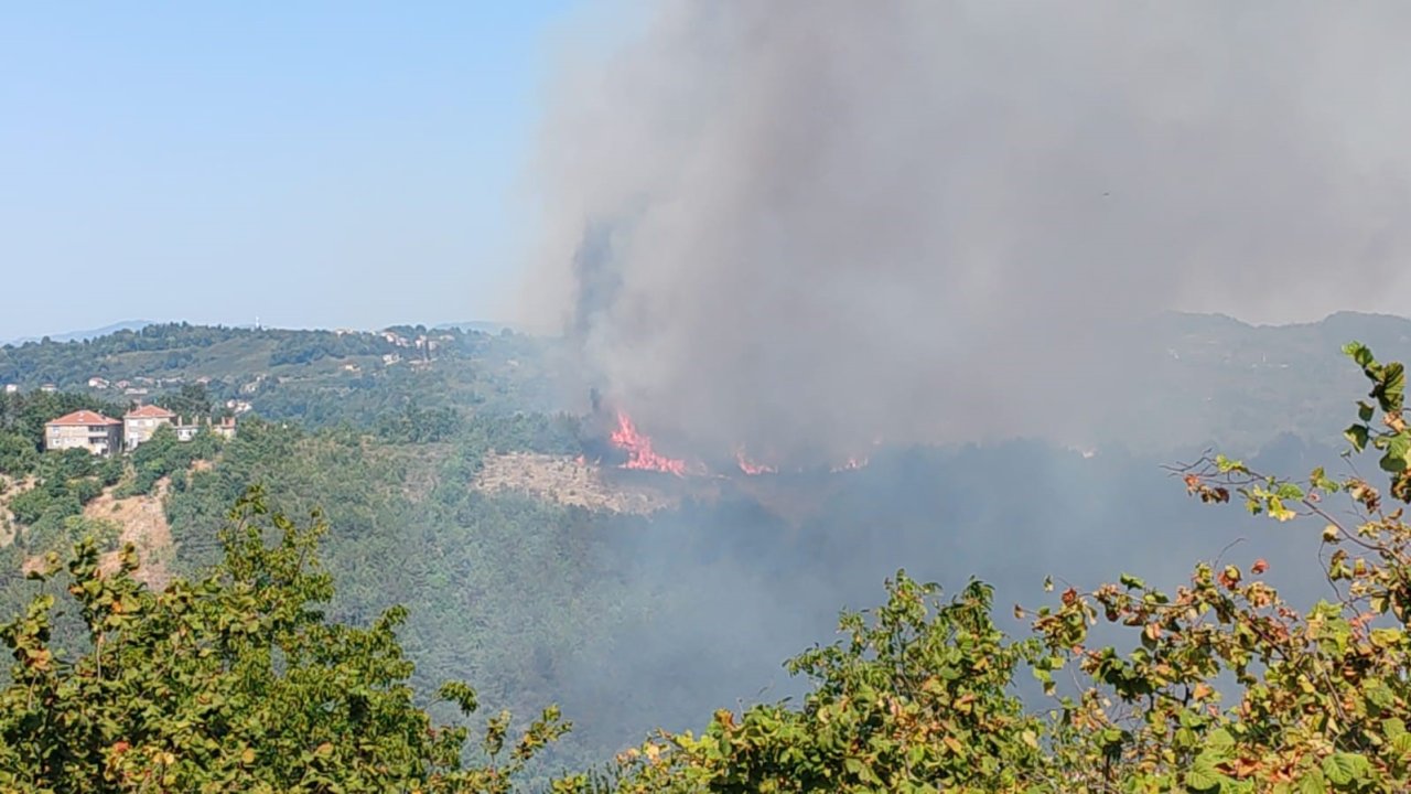 Alaplı’da ormanlık alanda yangın