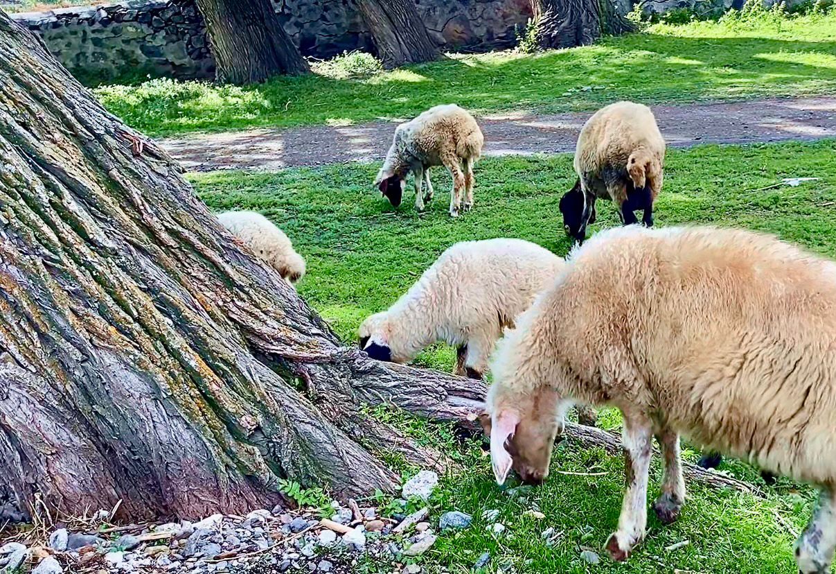 Kars'ta Koyunlar Doğayla Bütünleşti