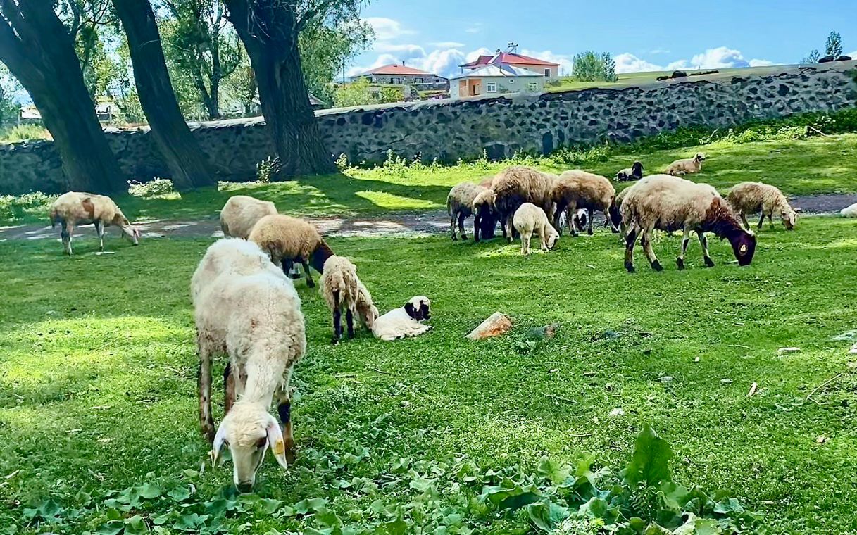 Köyde Sessizlik, Kuzularla Bozuldu: Merada Huzurlu Gün